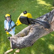 Why Choose Our Tree Removal Services in Holtville, AL?