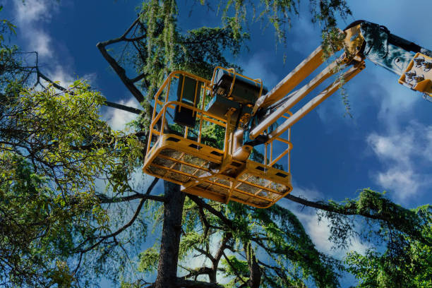 Professional Tree Services in Holtville, AL